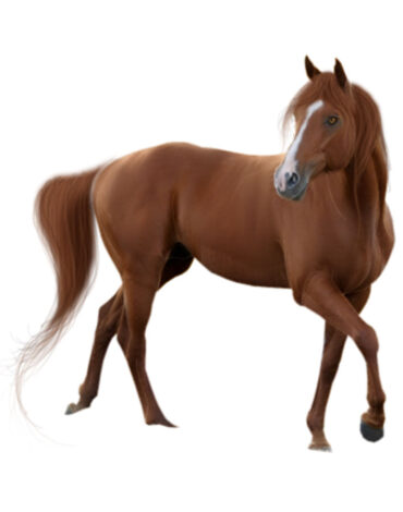 علف-خيل